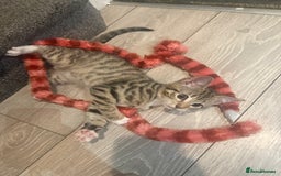 Mixed Breed cats for sale: Last blonde female left from litter of three. - Image 3