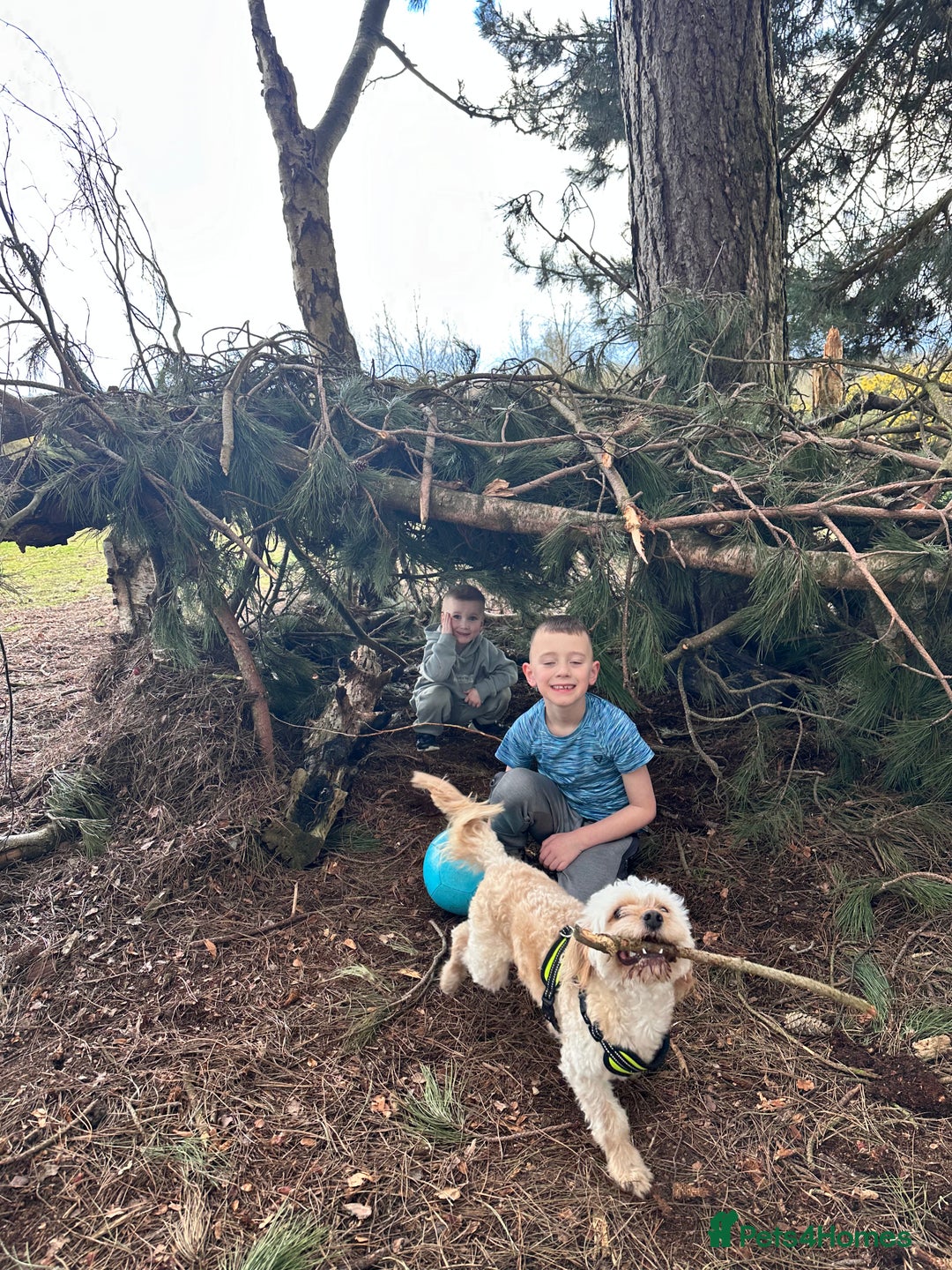 Cockapoo dogs for sale: Milo - Cavapoo - Advert 8