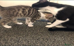 Mixed Breed cats for sale: Beautiful little kitten  - Image 5