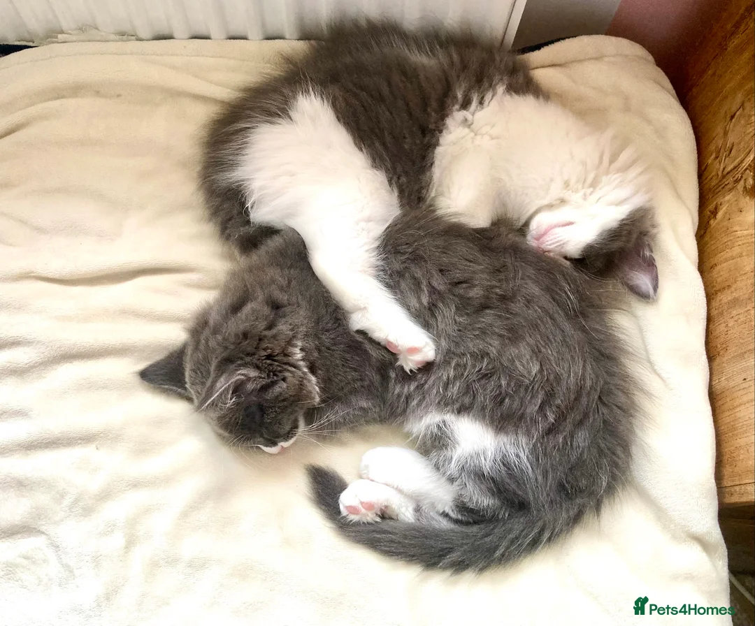 Maine Coon cats for sale: Rag Coon Kittens - Advert 3