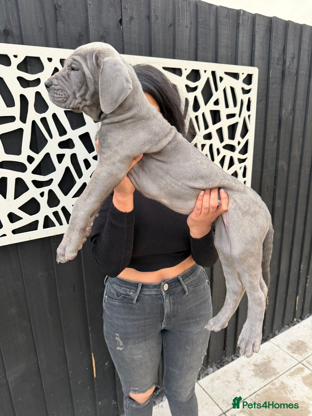 Mixed Breed dogs for sale: Mastiff pups for sale - Image 5