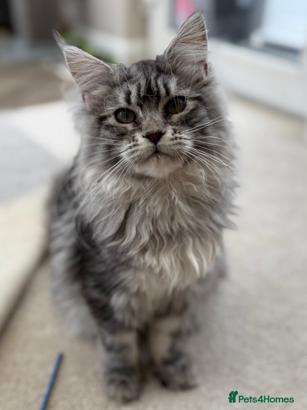 Maine Coon cats for sale: Outstanding pedigree kittens ACTIVE - Advert 21