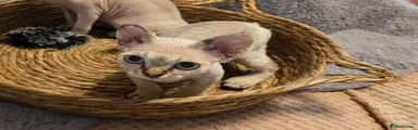 Devon Rex 1