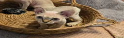 Devon Rex cats for sale: READY NOW Super loving Devon Rex - Advert 27