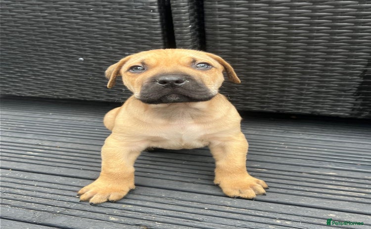 Presa Canario dogs - Advert 2