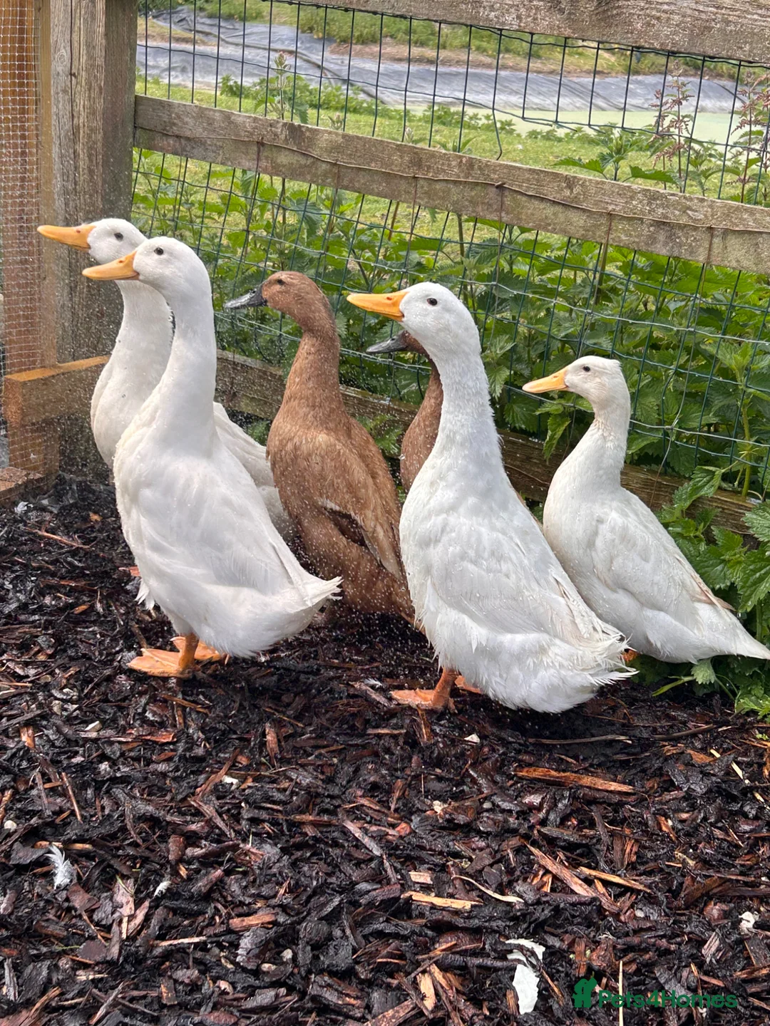 Ducks poultry for sale: POL Aylesbury ducks  - Advert 1