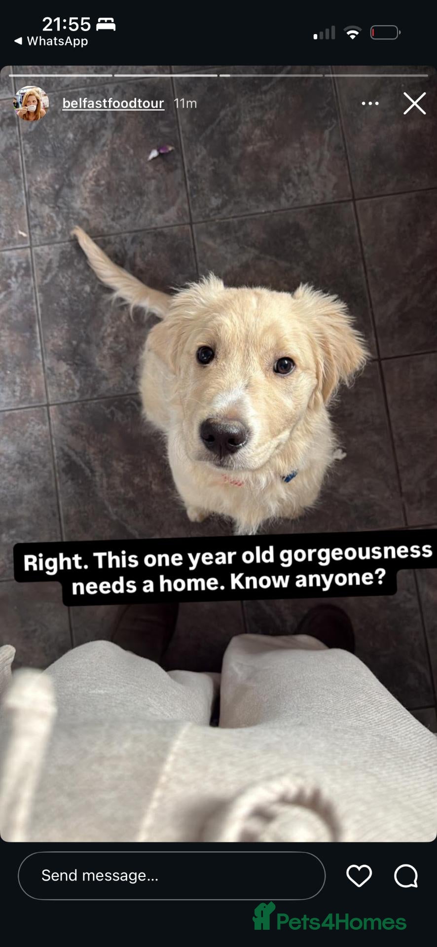 Golden Retriever dogs Male Golden Retriever (13 months old) - Advert 7
