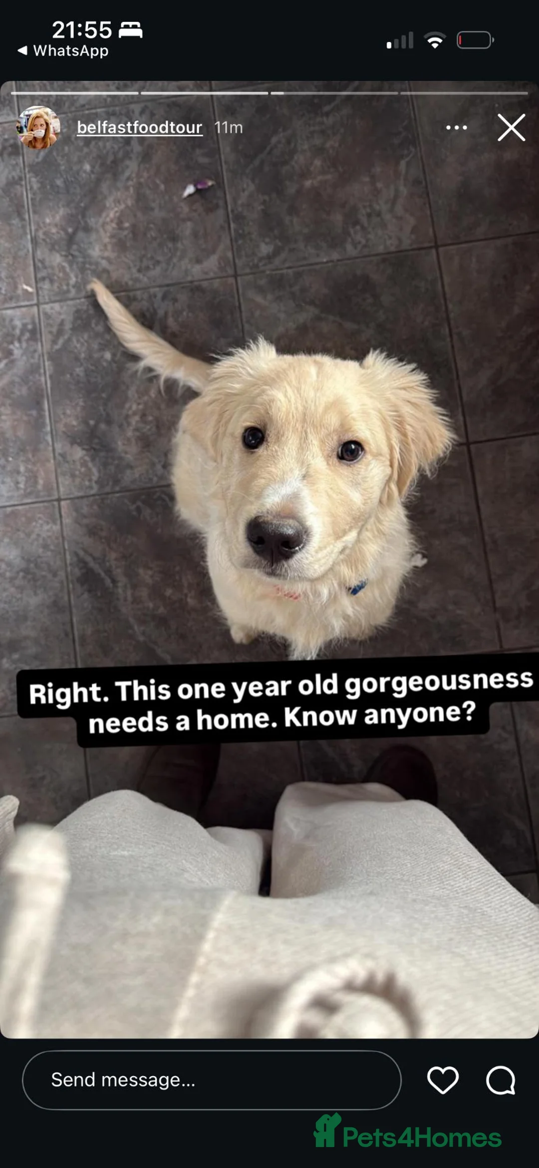 Golden Retriever dogs for sale: Male Golden Retriever (13 months old) in Newtownards - Advert 1