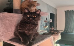 Maine Coon cats for sale: Last gorgeous Maine Coon  - Advert 5