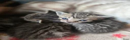 Mixed Breed cats for sale: Bengal x brittish short hair  - Advert 6