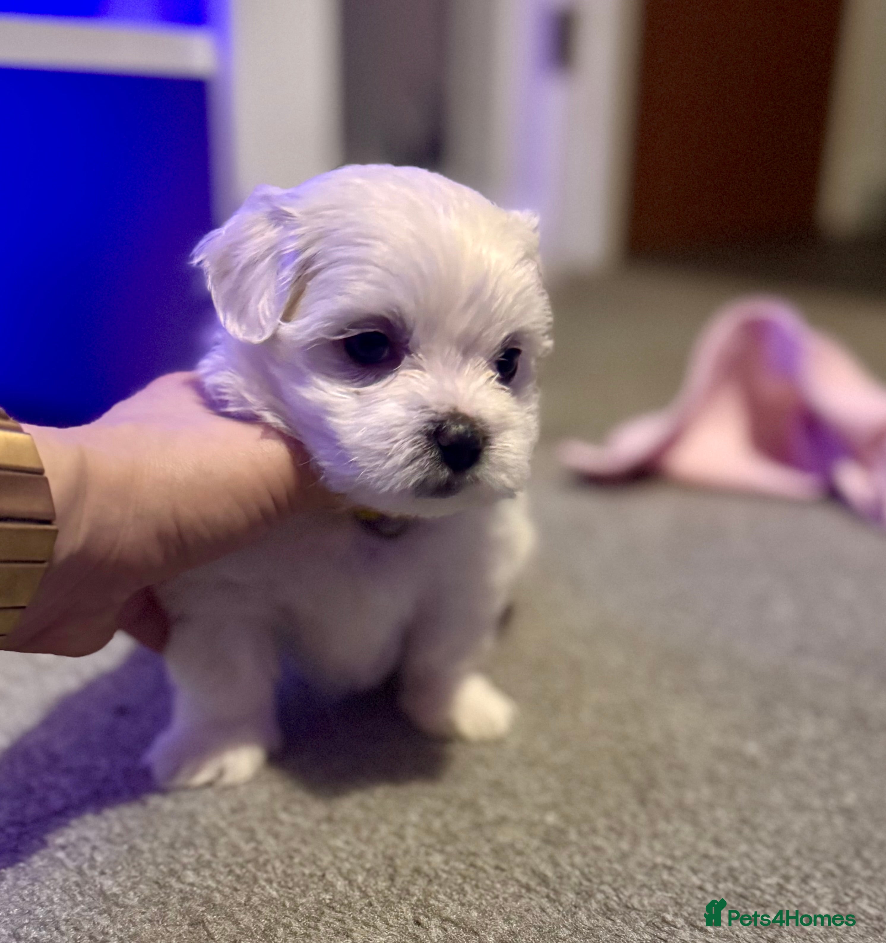 Maltese dogs >>>PUREBRED BEAUTIFULLY MALTESE PUPPIES!!!<<< - Advert 6