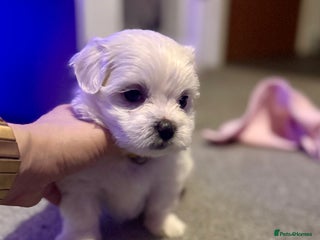 Maltese dogs >>> BEAUTIFULLY ** PUPPIES POSSIBLE !!!<<< - Advert 6