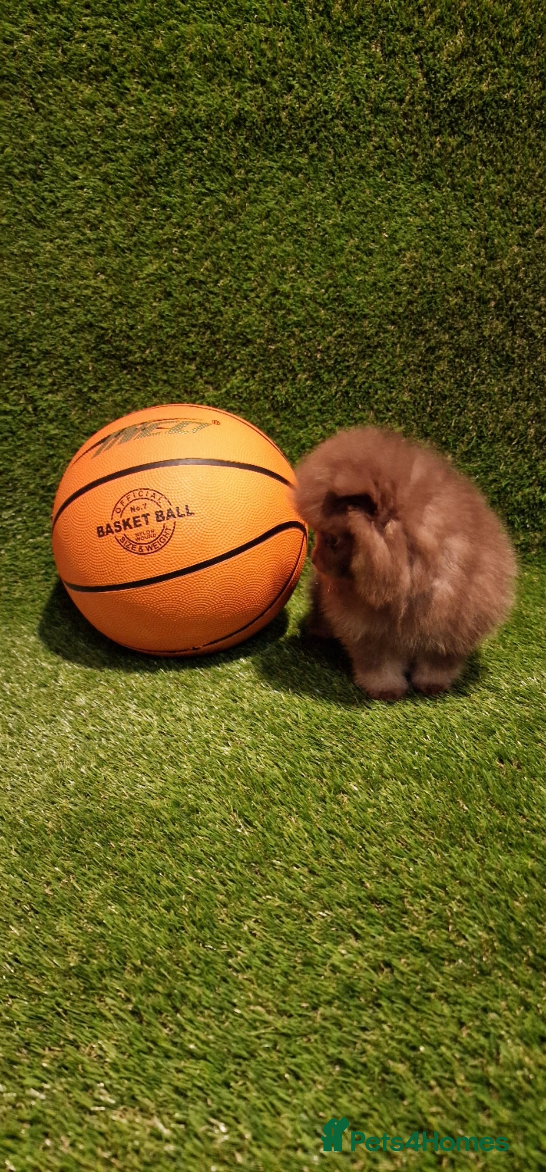Pomeranian dogs for sale: 🧸💥 TOPQUALITY XXS UNIQUE POMERANIAN PUPPIES 🧸💥 - Image 14
