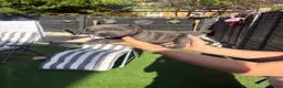 Staffordshire Bull Terrier dogs for sale: Blue Staff puppies  - Advert 2