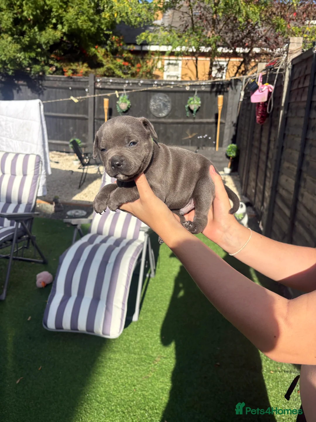 Staffordshire Bull Terrier dogs for sale: Blue Staff puppies  - Advert 2