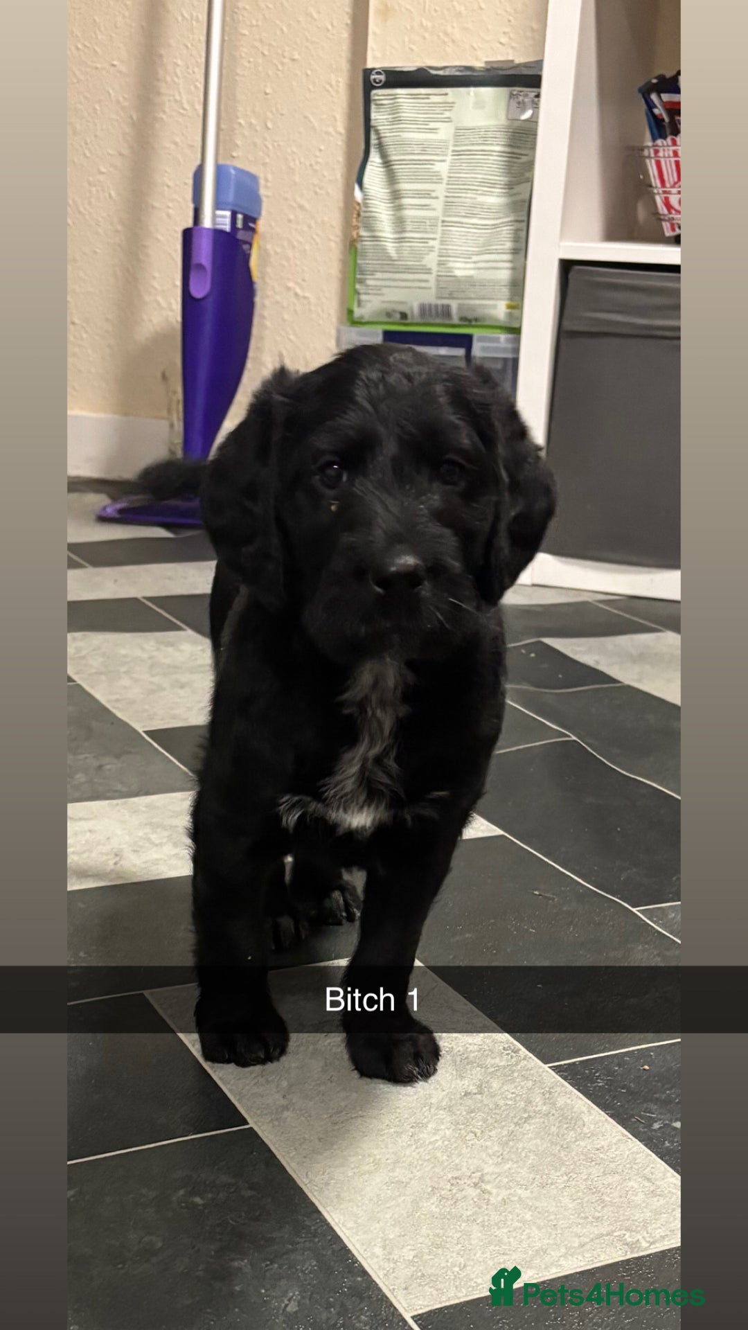 Mixed Breed dogs for sale: Pointer x Labrador puppies - Image 2