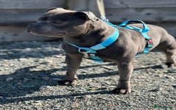 Staffordshire Bull Terrier dogs for sale: #Ready2go Kc registered blue staffy pups 4 sale - Image 12