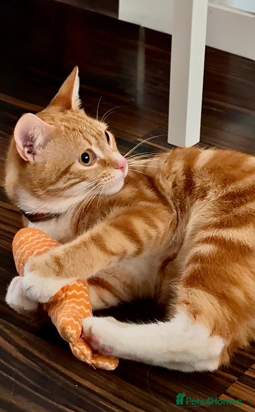 British Shorthair cats for sale: Ginger male - Advert 5