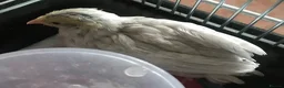 Quail poultry for sale: FEMALE CHINESE PAINTED BUTTON QUAILS ! - Advert 4