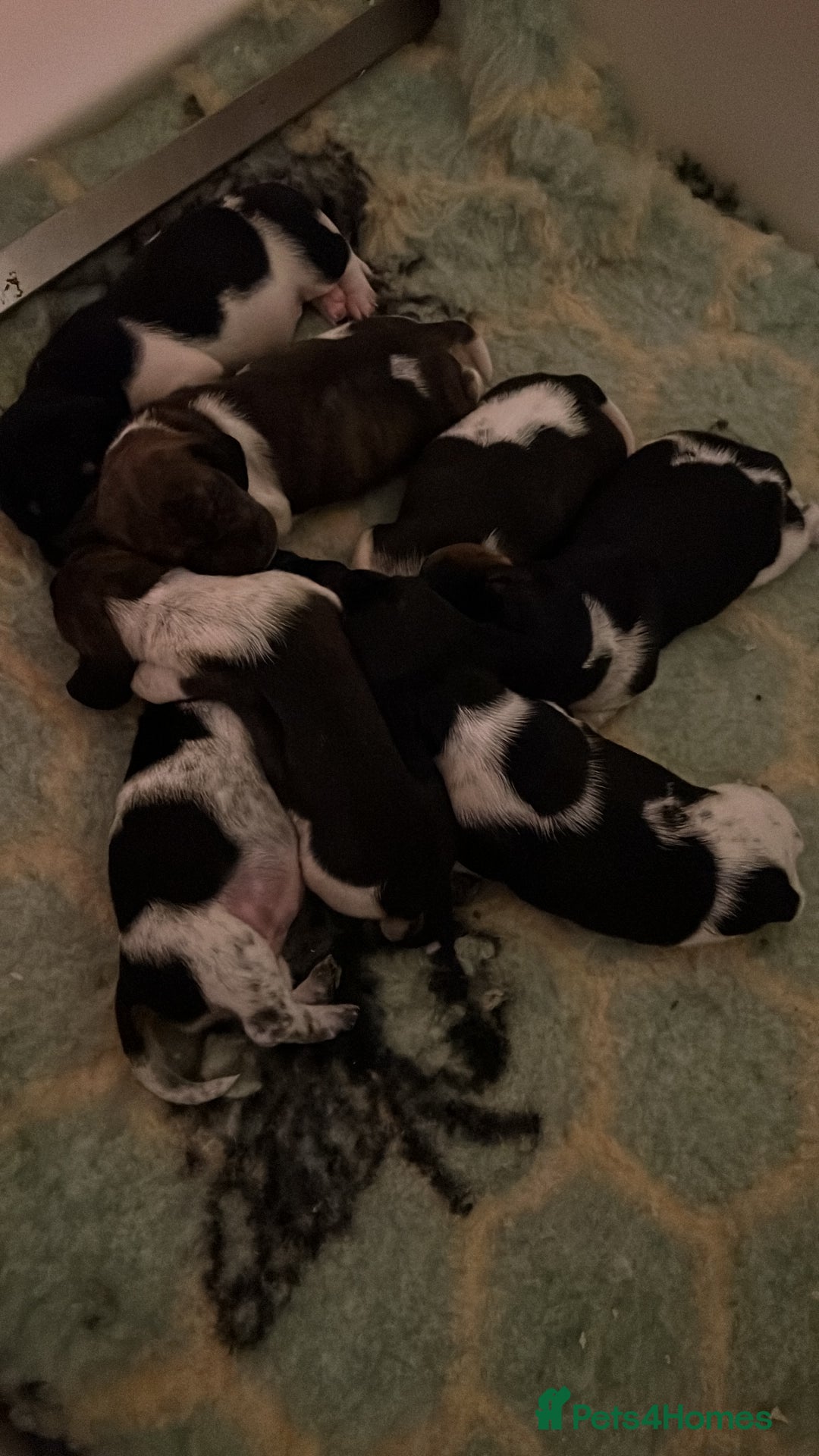 Miniature Dachshund dogs for sale: RUSSIAN PEDIGREE PIEBALD MINIATURE DACHSHUNDS - Advert 9