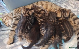 British Shorthair cats for sale: Beautiful kittens 😸  - Image 8