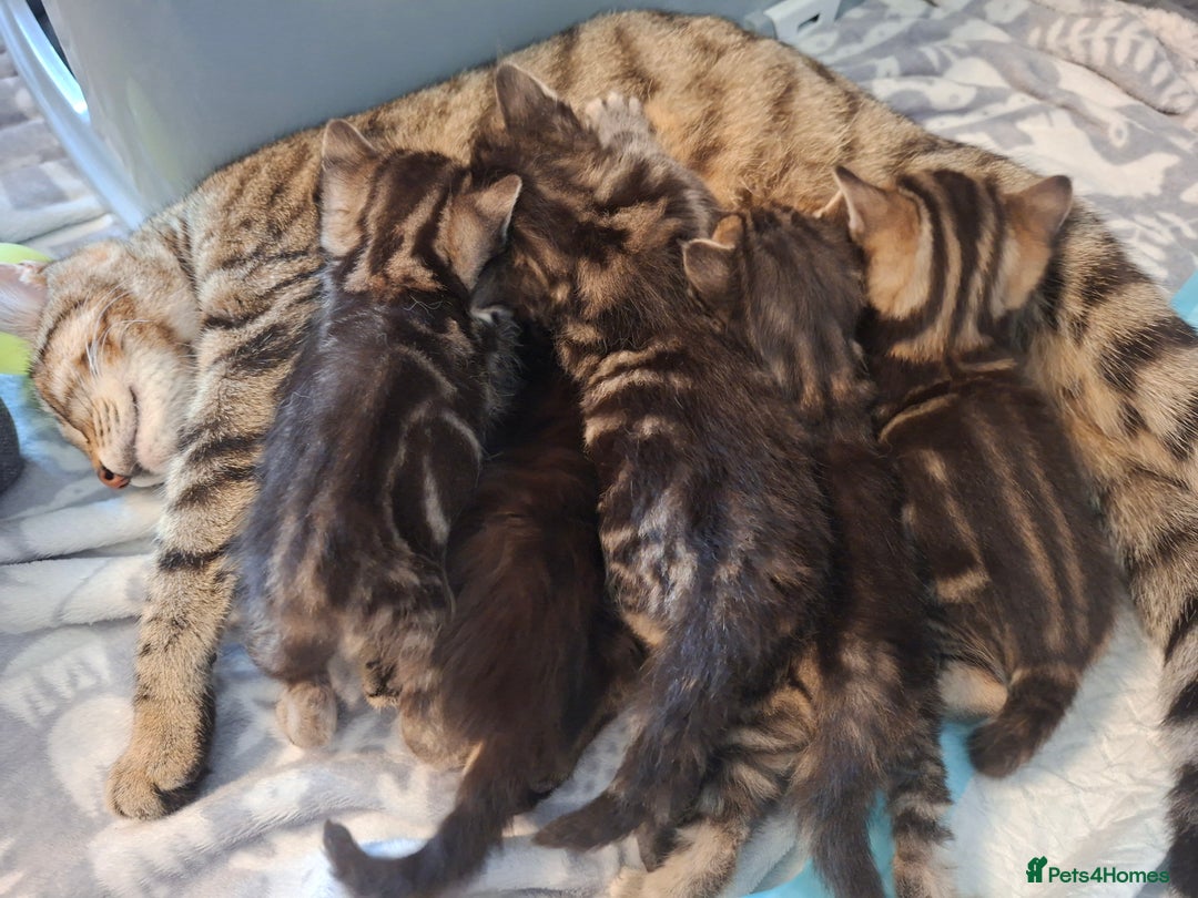British Shorthair cats for sale: Beautiful kittens 😸  - Image 8