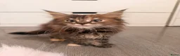 Maine Coon cats for sale: Xl Maine coons for sale  - Advert 8