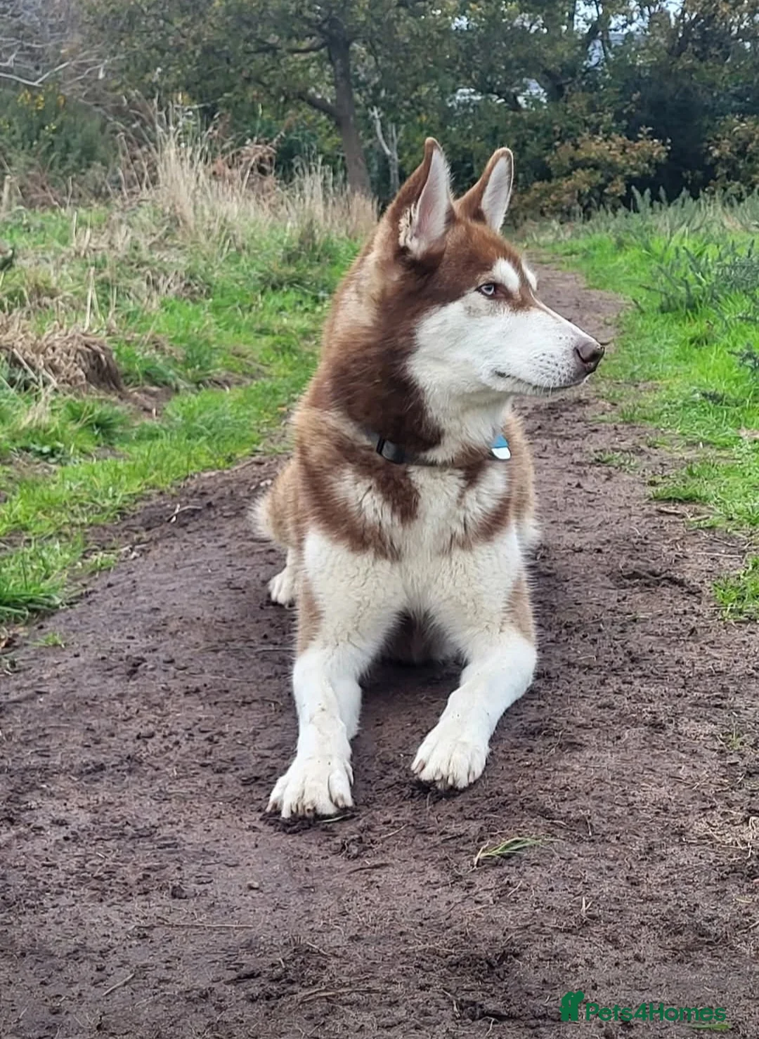 Siberian Husky dogs for sale: Siberian Husky boy  - Advert 5