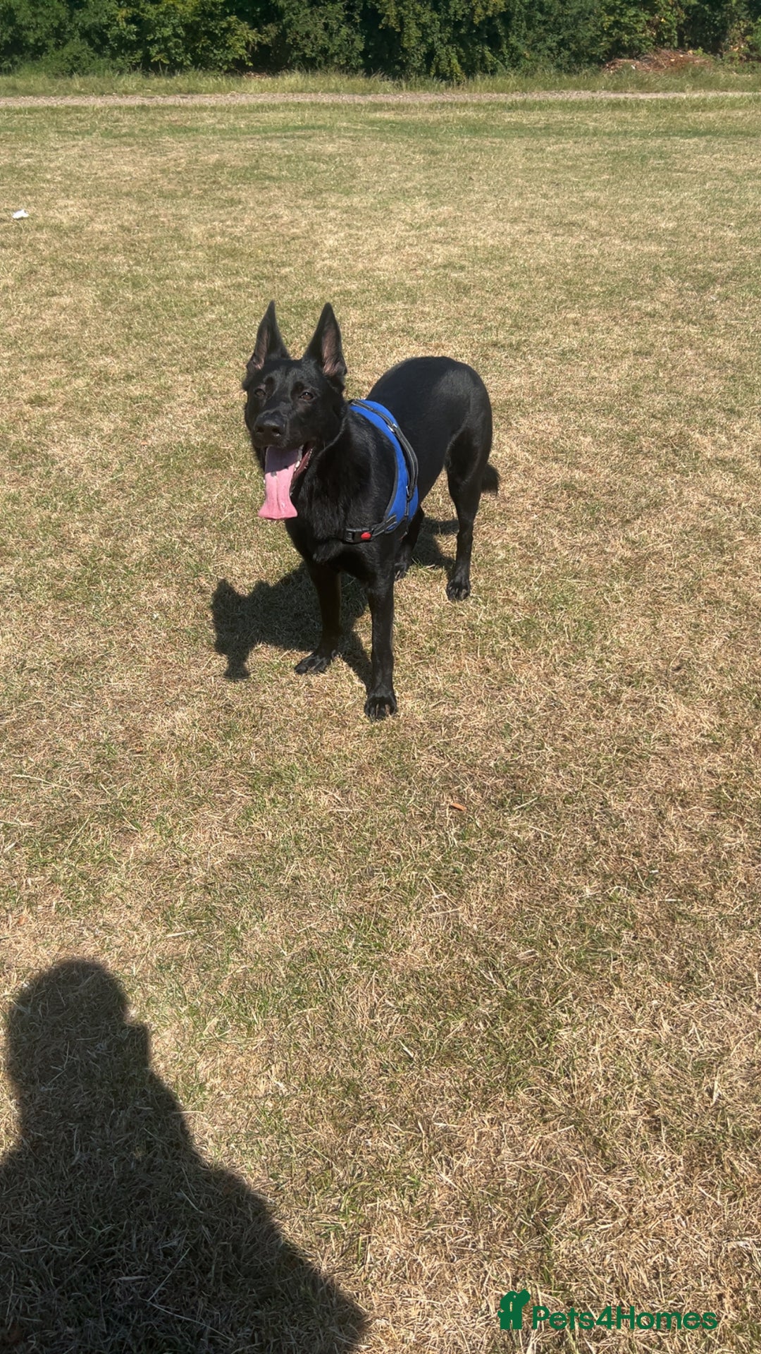 Mixed Breed dogs for sale: 1 year old Black German Shepherd mix malinois - Image 5