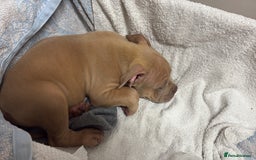 American Bully dogs for sale: Pocket American bully  - Image 4