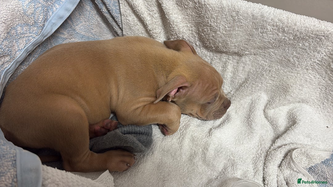 American Bully dogs for sale: Pocket American bully  - Image 4
