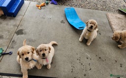 Golden Retriever dogs for sale: Gorgeous Golden Retriever Puppies. - Image 2