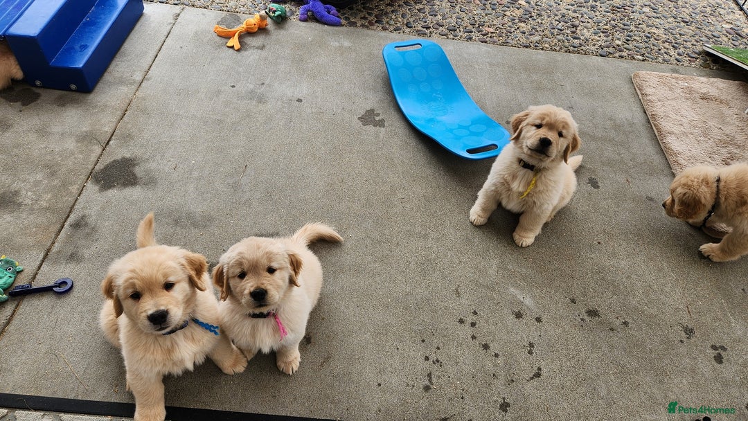 Golden Retriever dogs for sale: Gorgeous Golden Retriever Puppies. - Image 2