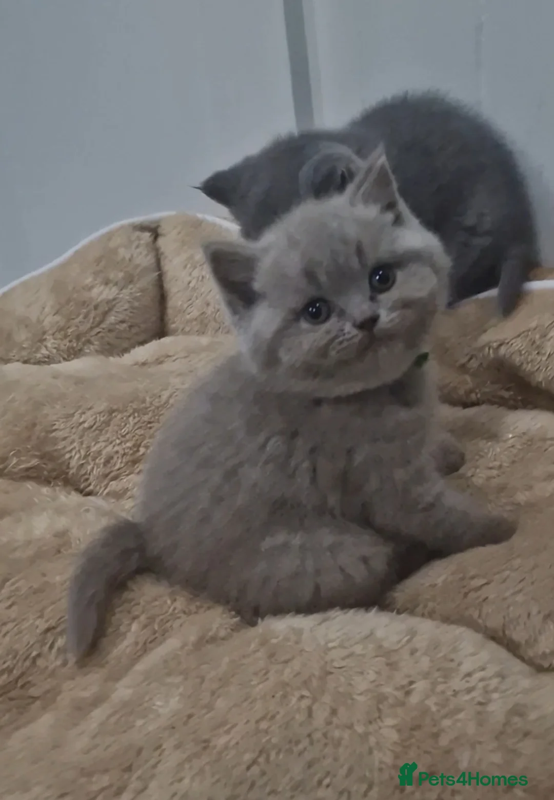British Shorthair cats for sale: British Shorthair Kittens For Sale! - Advert 4