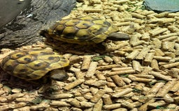 Tortoise reptiles for sale: 2x baby Herman tortoises  - Image 10