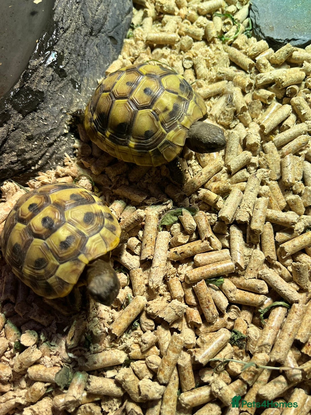 Tortoise reptiles for sale: 2x baby Herman tortoises  - Image 10