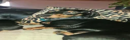Dachshund dogs for sale: Dachshund brothers - Advert 6