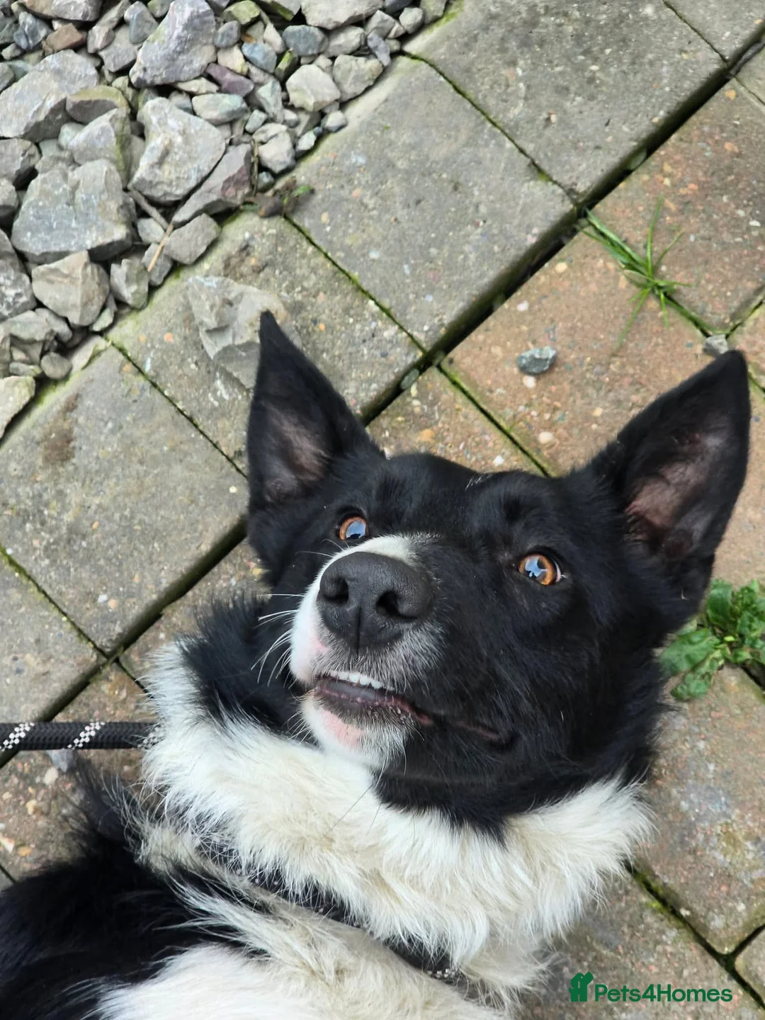 Mixed Breed dogs for adoption: RONNIE - Advert 11