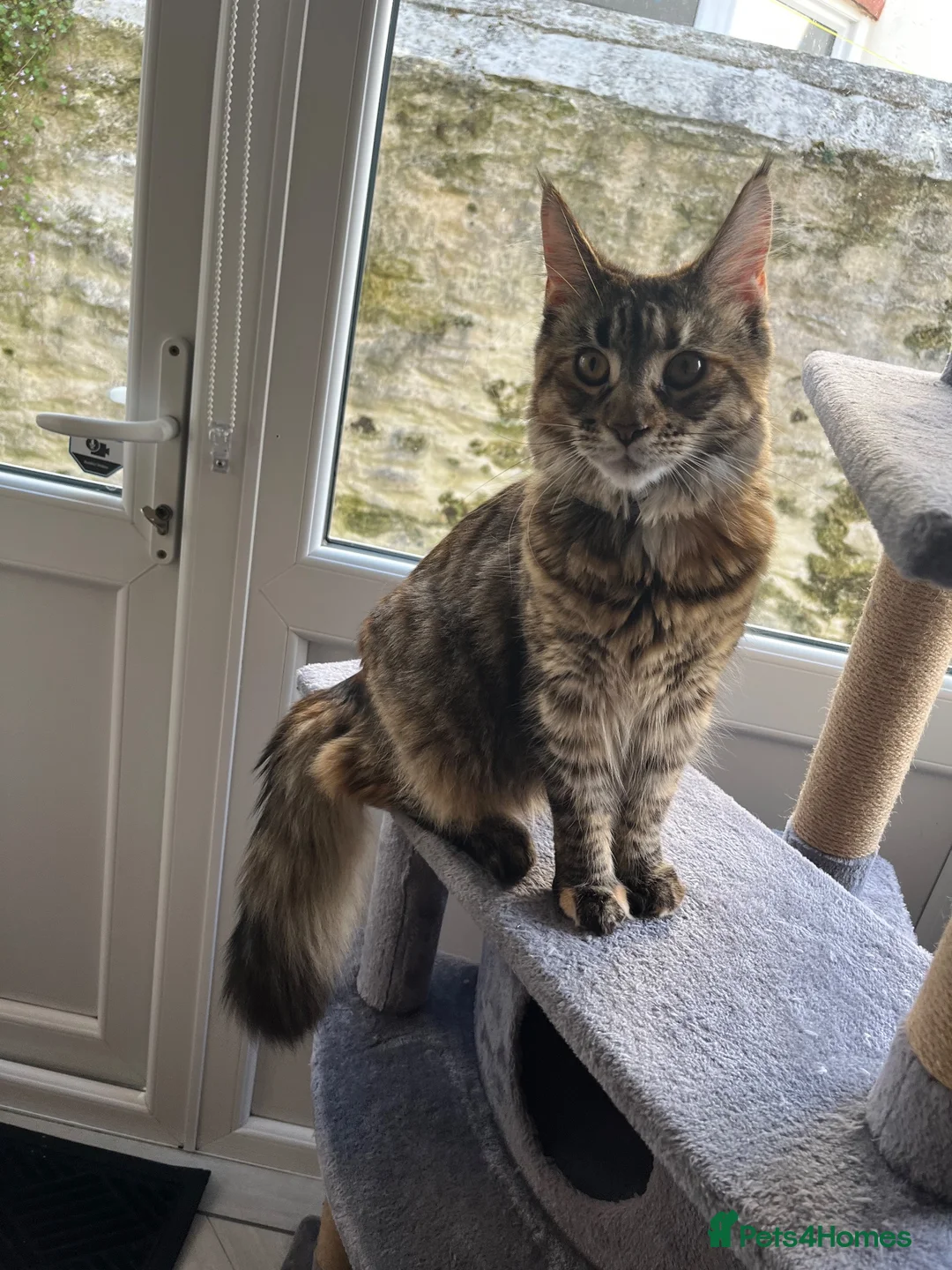 Maine Coon cats for sale: Female Maine coon in Plymouth - Advert 2