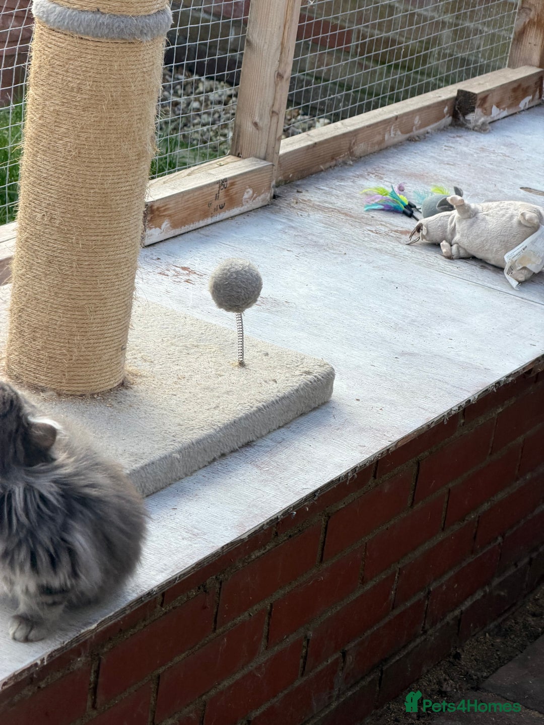 Maine Coon cats for sale: Maine Coon - Advert 26