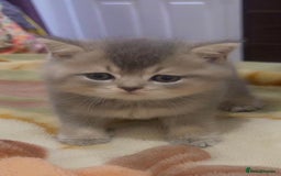 British Shorthair cats for sale: Stunning British Short Hair for Sale - Image 6