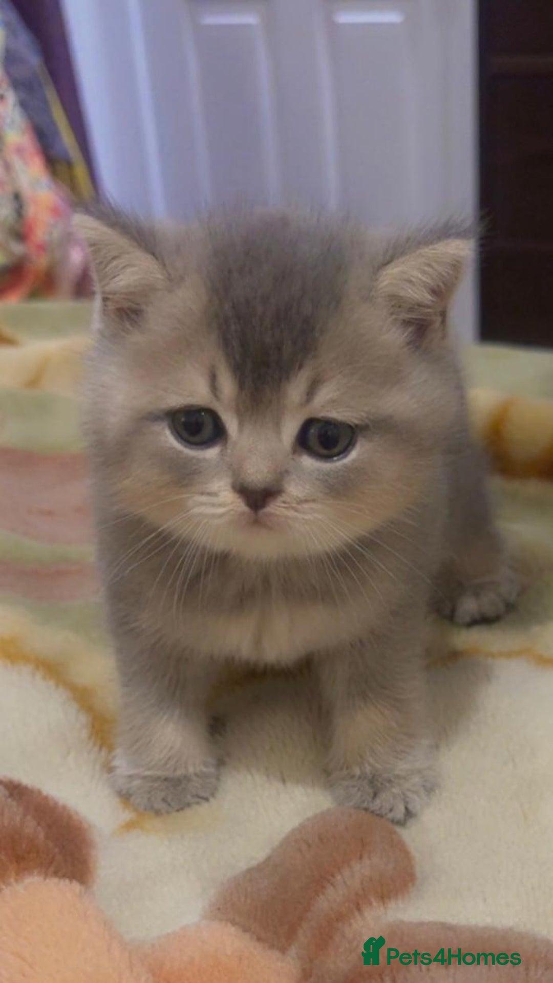 British Shorthair cats for sale: Stunning British Short Hair for Sale - Image 6