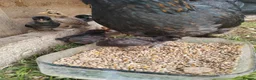 Chickens poultry for sale: Beautiful Hen and 9 baby chicks in Harwich - Advert 4
