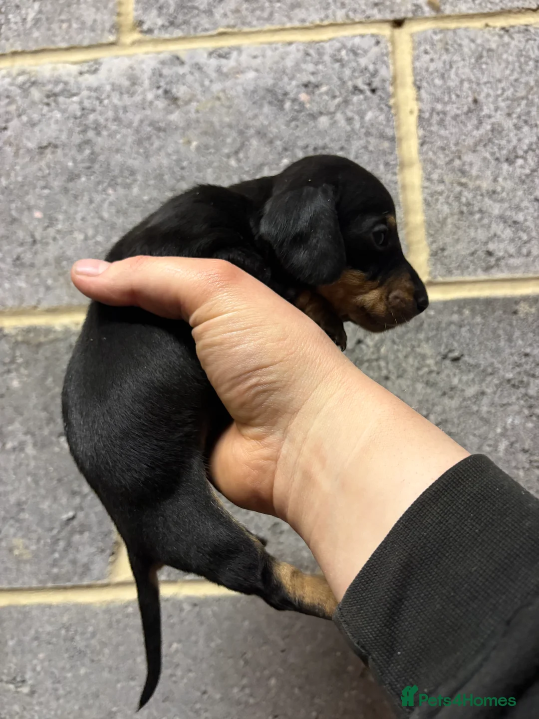 Miniature Dachshund dogs for sale: 5 Stunning dachshund puppies  - Advert 4