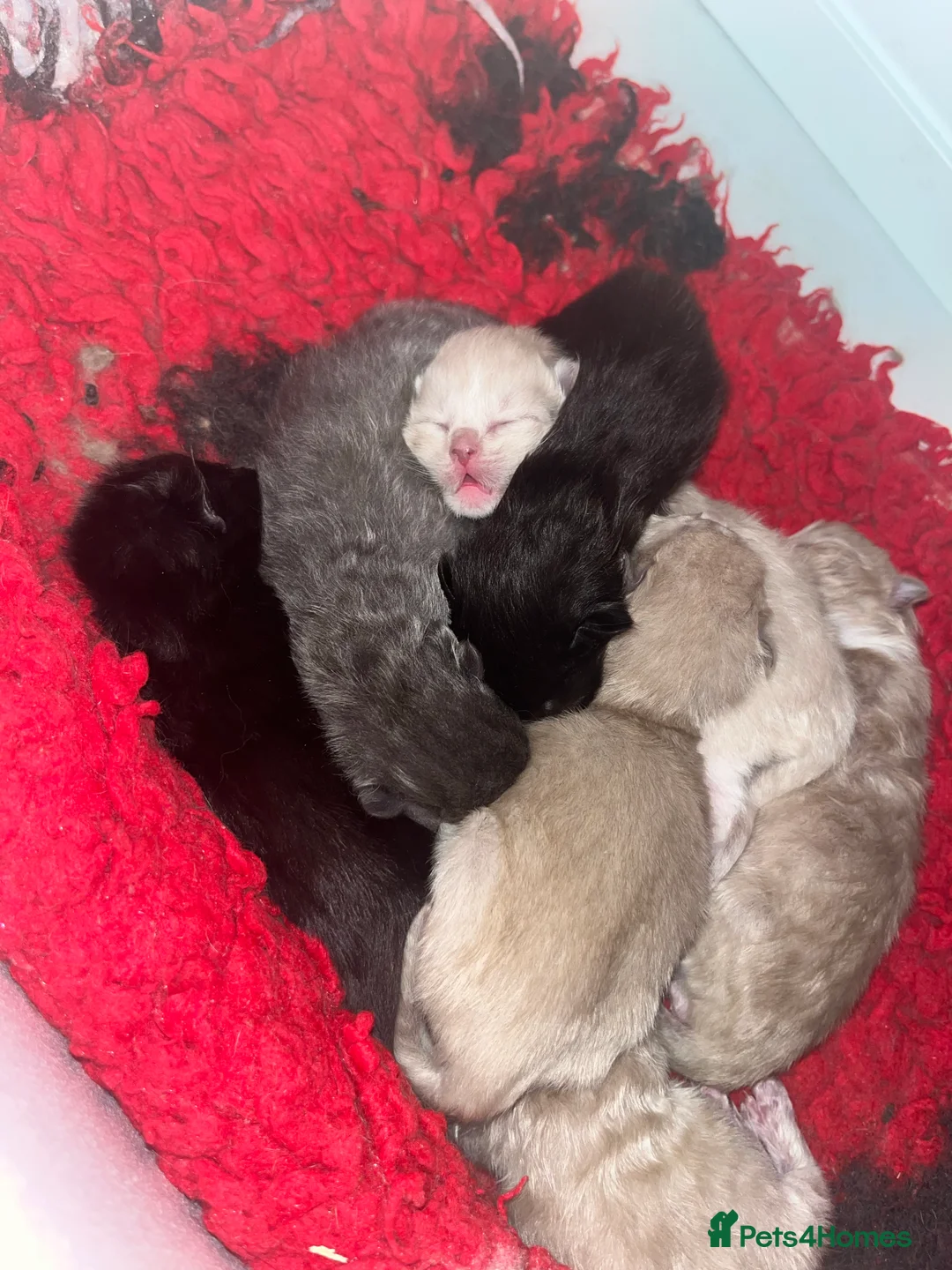 Ragdoll cats for stud: TICA/GCCF Active The famous ROMEO Blue Point STUD! in Tipton - Advert 12