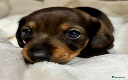 Miniature Dachshund dogs for sale: Miniature Dachshunds  - Image 10