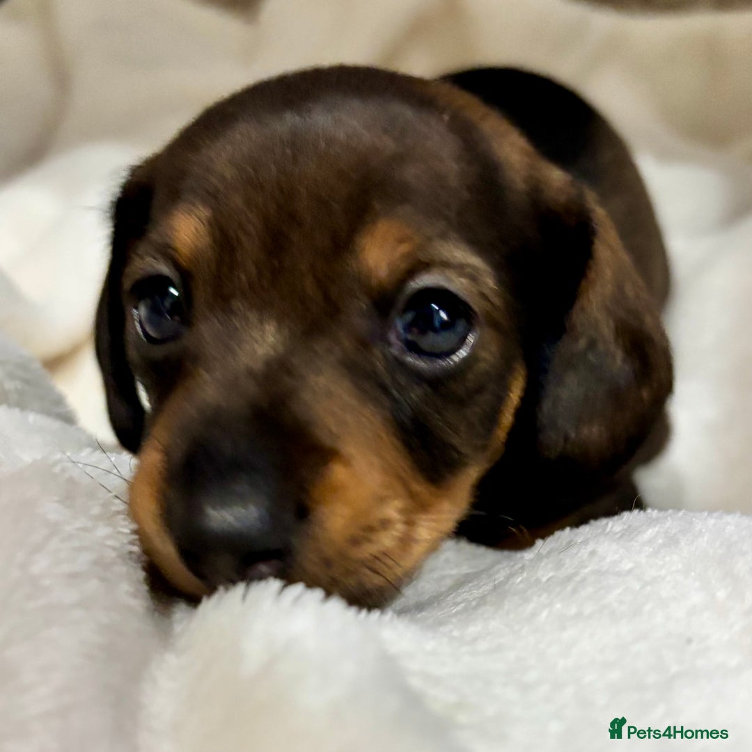 Miniature Dachshund dogs for sale: Miniature Dachshunds  - Image 10
