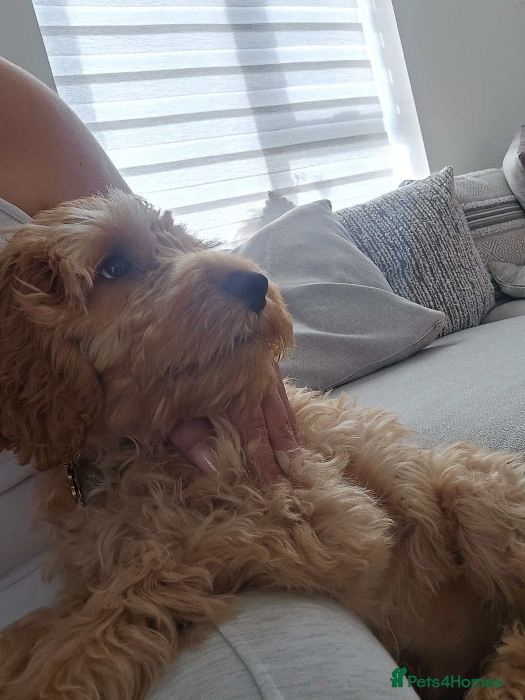 Cockapoo dogs for sale: Cockapoo  - Advert 6