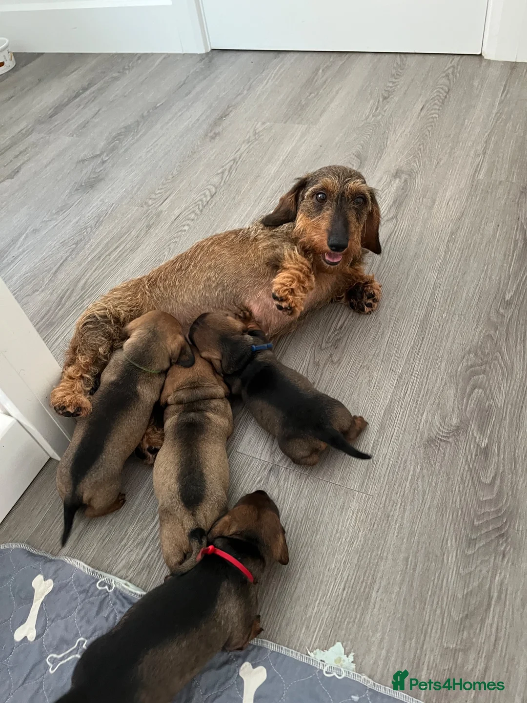 Miniature Dachshund dogs for sale: RKC Registered Miniature Wire - Haired Puppies  - Advert 1