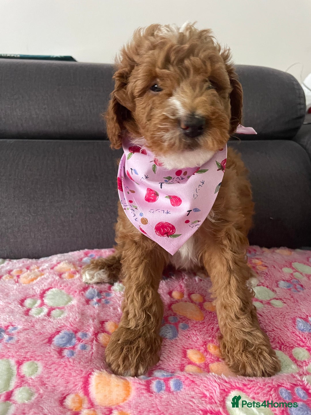 Australian Labradoodle dogs for sale: Australian Labradoodle Puppies – Ready Now🐶 - Image 34